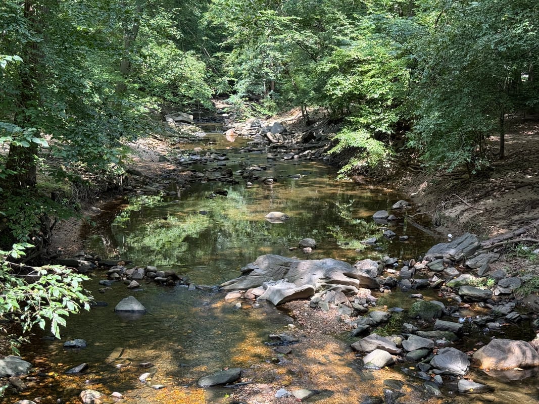A wooded trail running alongside a stream at Glencarlyn Park