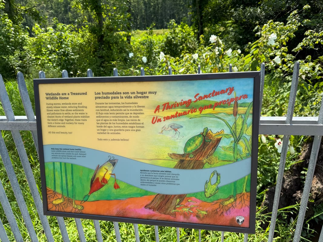 A tree-lined accessible trail at Huntley Meadows Park