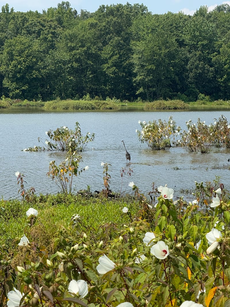 Wetland scenery along the nature boardwalk at Huntley Meadows Park