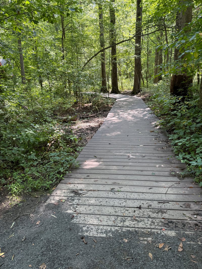 A tree-lined accessible trail representing the parks near SPARC Alexandria